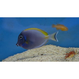 Acanthurus leucosternon x nigricans