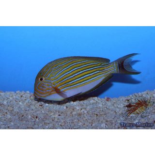 Acanthurus lineatus