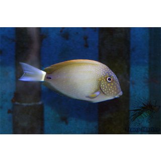 Acanthurus maculiceps