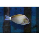 Acanthurus maculiceps