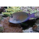 Acanthurus nigrofuscus