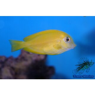 Acanthurus olivaceus