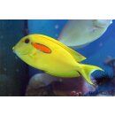 Acanthurus olivaceus