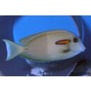 Acanthurus olivaceus