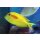 Acanthurus olivaceus
