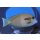 Acanthurus olivaceus