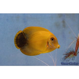 Acanthurus pyroferus