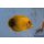 Acanthurus pyroferus