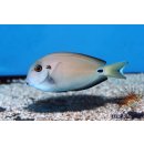 Acanthurus tennentii