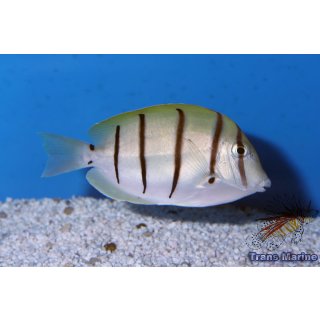 Acanthurus triostegus