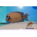 Acanthurus tristis
