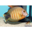 Acanthurus tristis
