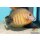 Acanthurus tristis