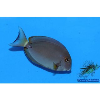Acanthurus xanthopterus