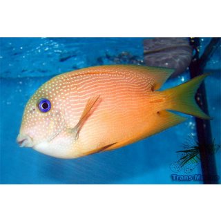 Ctenochaetus binotatus