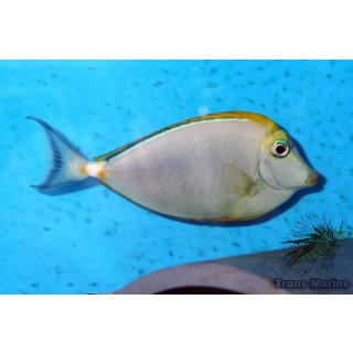Naso elegans