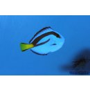Paracanthurus hepatus