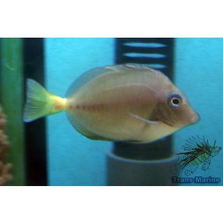 Prionurus chrysurus