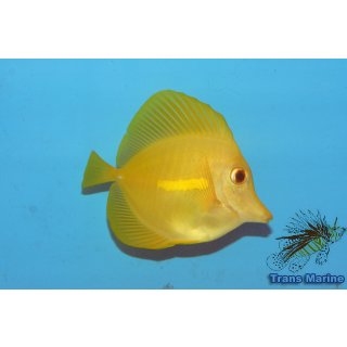 Zebrasoma flavescens