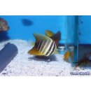 Zebrasoma veliferum