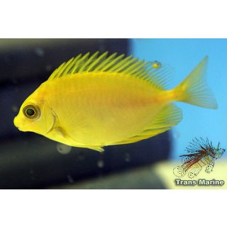 Siganus corallinus