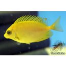 Siganus corallinus