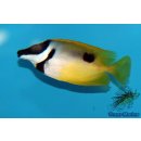 Siganus unimaculatus