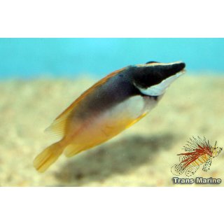 Siganus vulpinus
