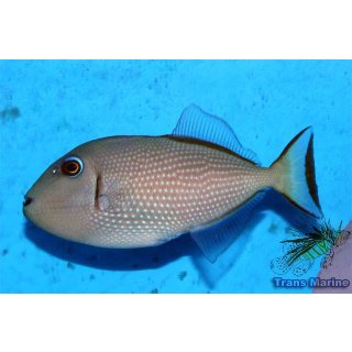 Xanthichthys auromarginatus