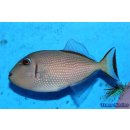 Xanthichthys auromarginatus