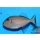 Xanthichthys auromarginatus