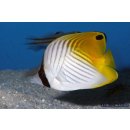 Chaetodon auriga