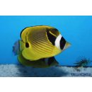 Chaetodon lunula