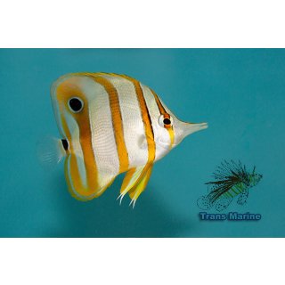Chelmon rostratus