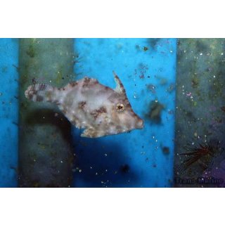 Acreichthys tomentosus