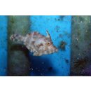 Acreichthys tomentosus