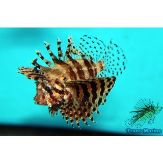 Dendrochirus brachypterus