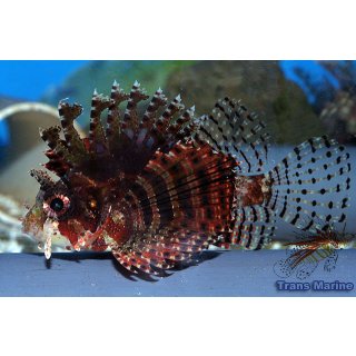 Dendrochirus brachypterus