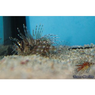 Dendrochirus zebra