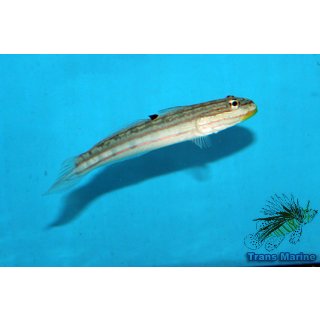 Amblygobius decussatus