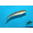 Amblygobius decussatus