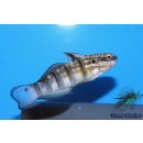Amblygobius phalaena