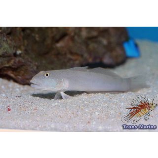 Valenciennea sexguttata