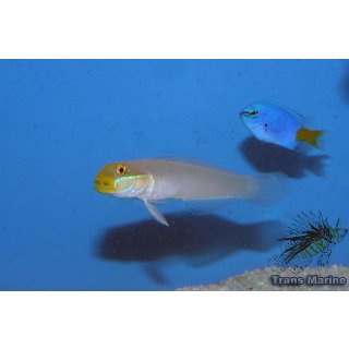 Valenciennea strigata