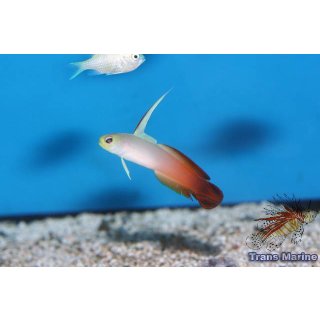 Nemateleotris magnifica