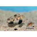 Signigobius biocellatus