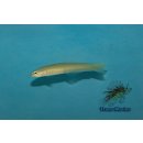 Ptereleotris microlepis