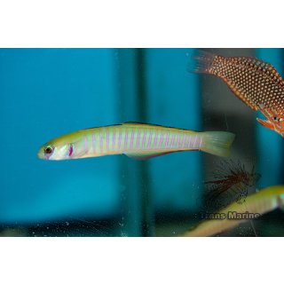 Ptereleotris zebra