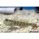 Cryptocentrus leptocephalus