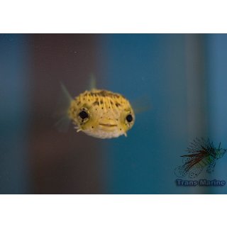 Diodon holocanthus